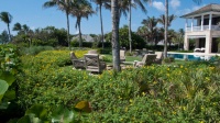 How to Make Your Oceanfront Garden Thrive