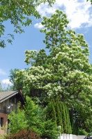 Great Design Plant: Retreat to the Shade of Hardy Catalpa