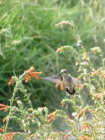 Great Design Plant: California Fuchsia Brings Color and Hummingbirds