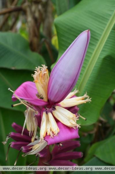 banana_flower.JPG