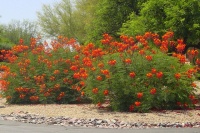 Great Design Plant: Red Bird-of-Paradise Soars With Color