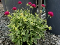 Great Design Plant: Thunder and Lightning for Midsummer Garden Color