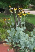 Great Design Plant: Giant Coneflower, a True Exclamation Point