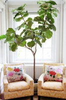 Play Up Some Fiddle Leaf Figs for a Lively Indoor Tune