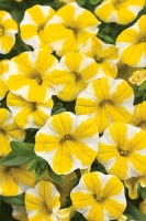 Superstar Annuals for Containers and Baskets