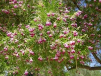 Great Design Plant: Paint the Summer Landscape With Desert Willow