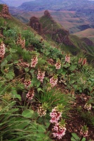 3 Exotic Flowers From the South African Wild