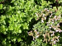 Herb Garden Essentials: Grow Your Own Oregano and Marjoram