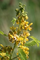 Great Design Plant: Wild Senna Puts on a Magical Show