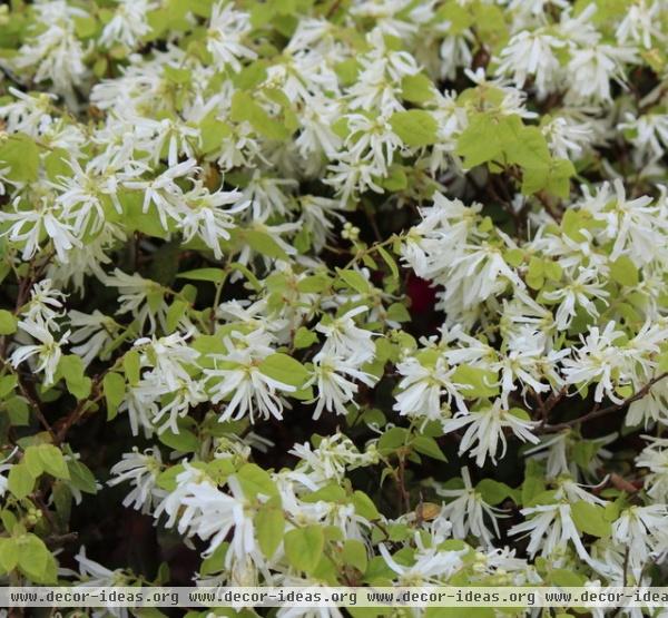 California Gardener's May Checklist