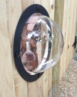 Houzz Call: Show Us Your Pet Projects!