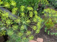 Herb Garden Essentials: Grow Your Own Tasty, Frilly Dill