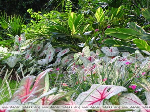 Brighten Shady Gardens with Tropical Plants