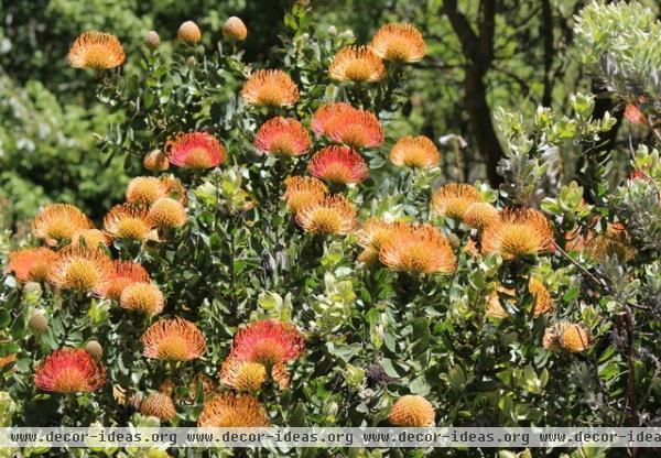 California Gardener's August Check List