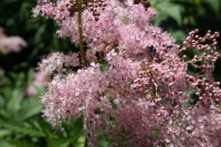 Great Design Plant: Discover Queen of the Prairie's Sweet Aroma