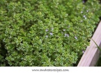 Herb Garden Essentials: Grow Some Beautiful, Tasty Thyme