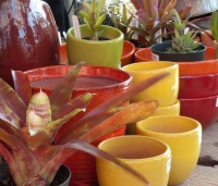 3 Steps to Creating Quick, Easy and Colorful Succulent Containers