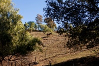 Houzz Tour: Design Harmony for an Animal Rescue Ranch