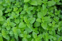 Herb Garden Essentials: Grow Your Own Delicious Mint