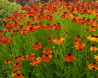 Great Design Plant: Mardi Gras Sneezeweed Throws a Color Party