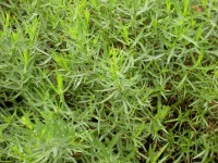 Herb Garden Essentials: Grow Your Own Tarragon