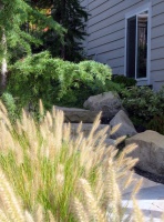 Great Design Plant: Lively Fountain Grass Thrives Just About Anywhere