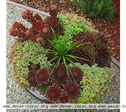 mediterranean landscape by Kate Michels Landscape Design