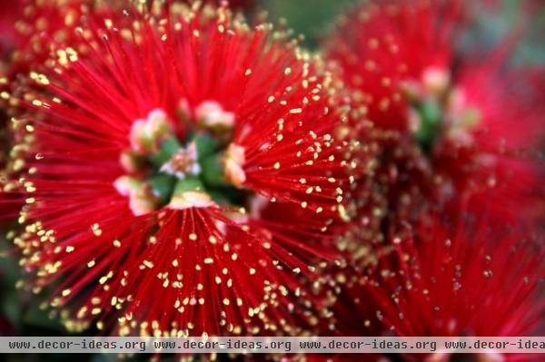 Great Design Plant: Dwarf Bottlebrush