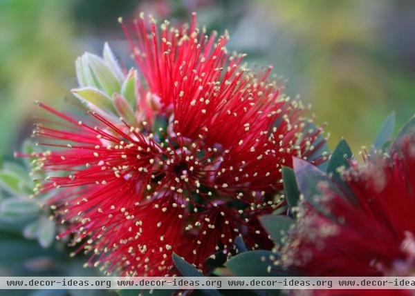 Great Design Plant: Dwarf Bottlebrush