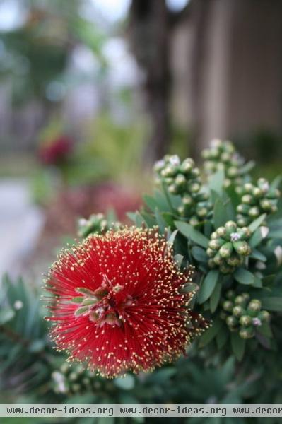 Great Design Plant: Dwarf Bottlebrush