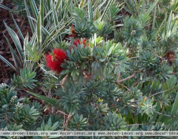 Great Design Plant: Dwarf Bottlebrush