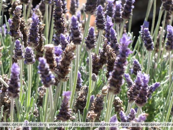 mediterranean landscape by Jean Marsh Design