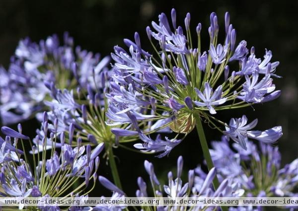 8 Plants That Plant Snobs Love to Hate -- But Really Are Worth Growing