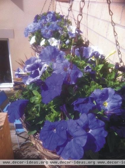 Blue Petunia Hanging Cones