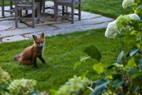 The Cutest Darn Animals on Houzz