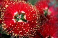 Great Design Plant: Velvety Dwarf Bottlebrush Beckons a Touch