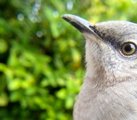 A Bird Photo Booth for Your Backyard