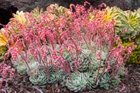 Great Design Plants: Stars of the Succulent Garden