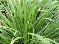 Herb Garden Essentials: Grow Your Own Zesty Lemongrass