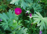 Great Design Plant: Poppy Mallow Wakes Up Hot Garden Spots