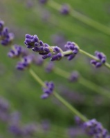 Herb Garden Essentials: Grow Your Own Fragrant Lavender