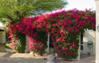 Great Design Plant: Sun-Loving Bougainvillea Showers Yards With Color