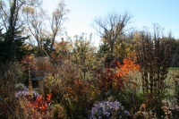 Be Your Own Wildflower Nursery