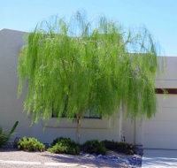 Great Design Plant: Palo Blanco Softens Sharp Desert Angles