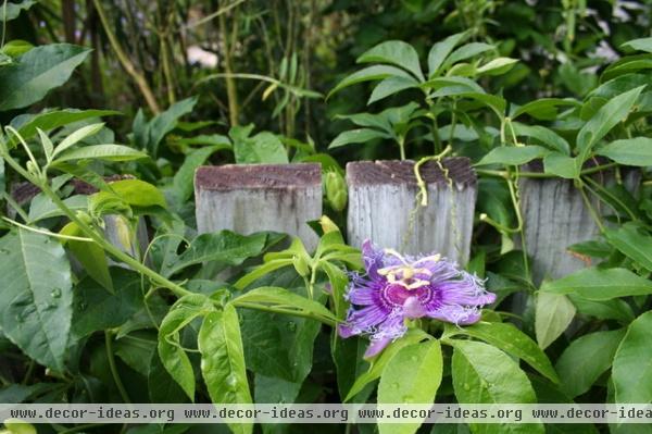 5 Colorful Flowering Vines for the Tropics