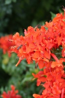 5 Sensational Flowering Vines for Warm Climates