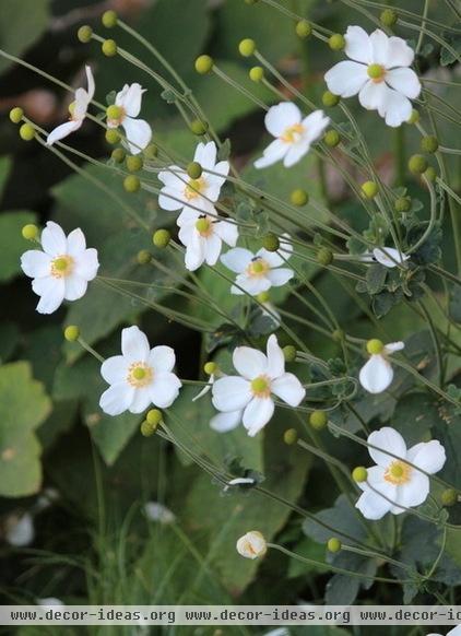 California Gardener's Checklist for September