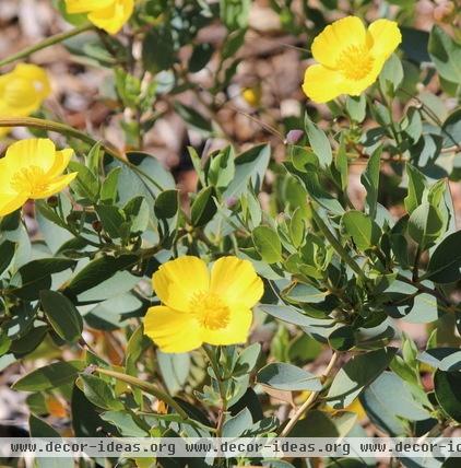 California Gardener's Checklist for September