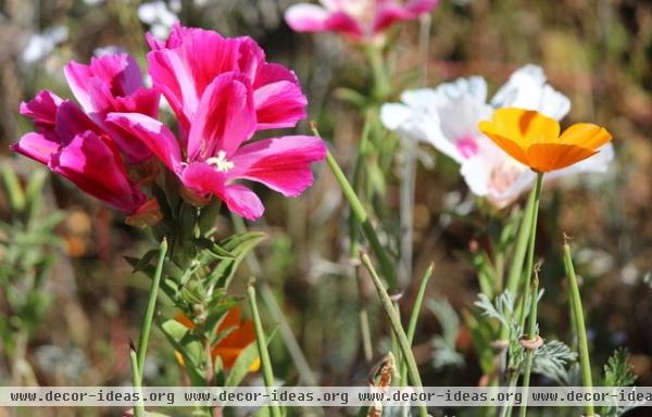 California Gardener's Checklist for September