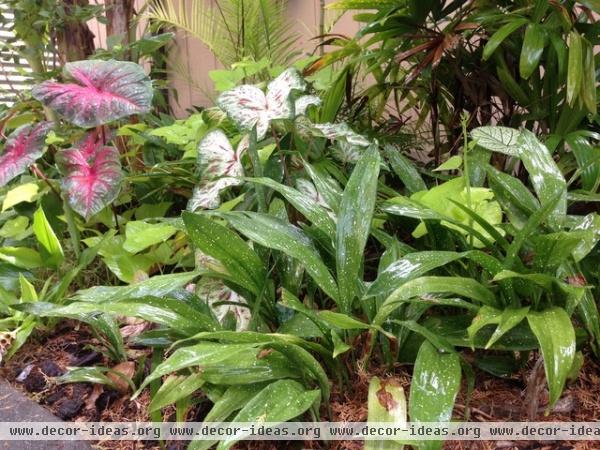 Great Groundcovers for the Tropics